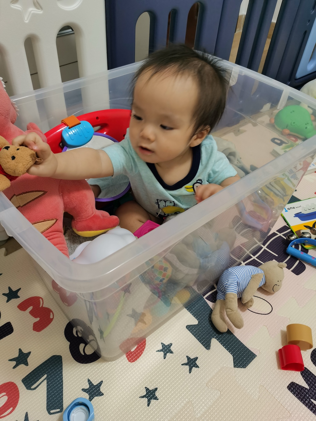 Cocoa Bean is sitting in his toy box.