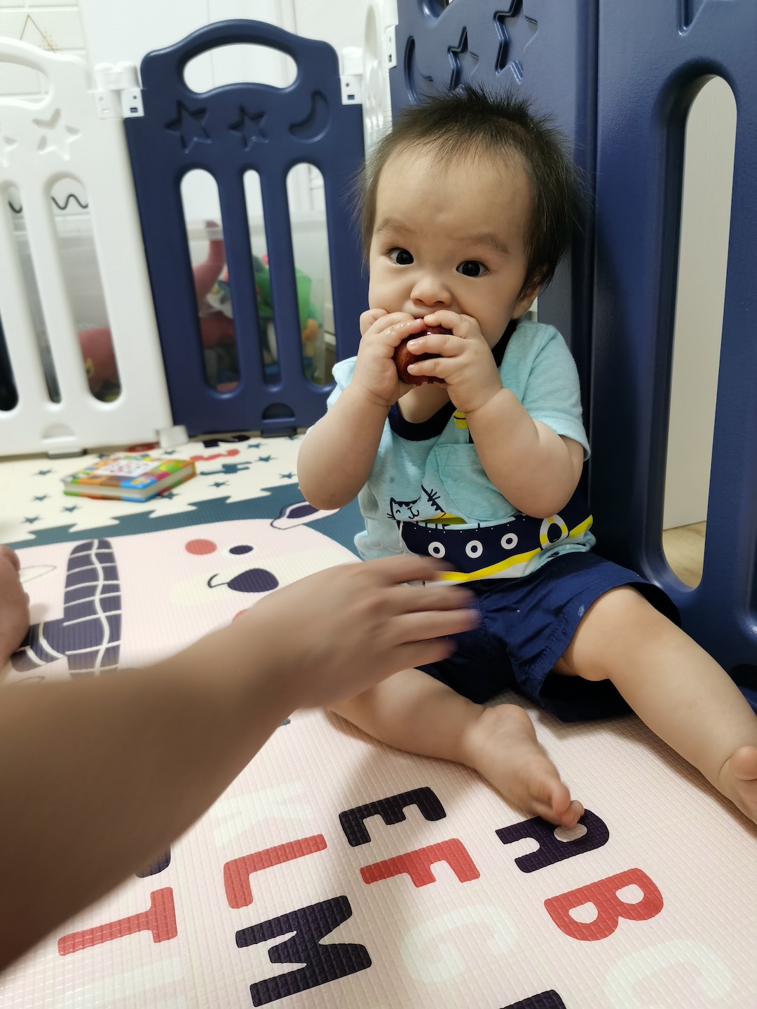 Cocoa Bean is nibbling a plum.