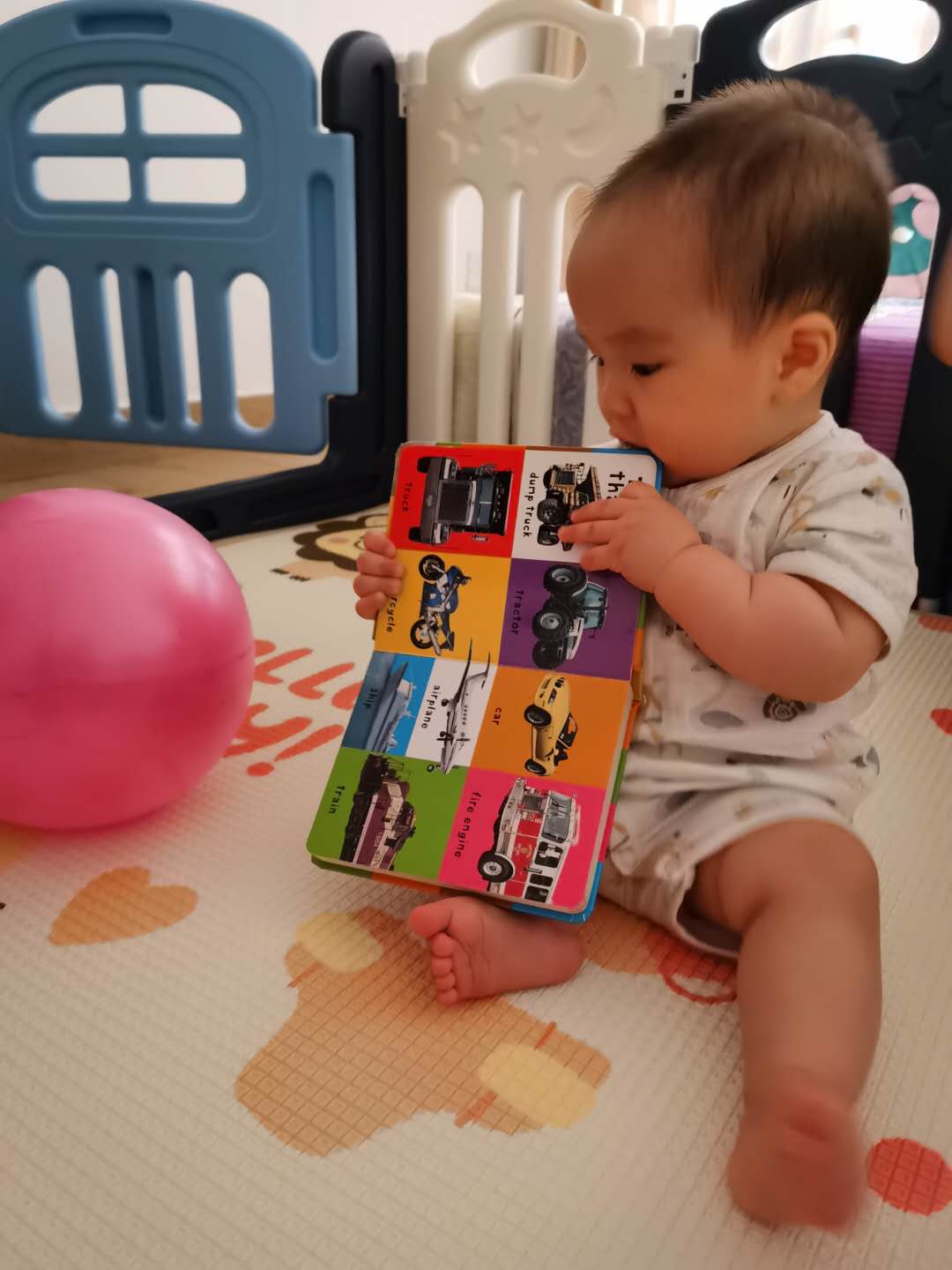 Cocoa Bean sat up to chew a book.