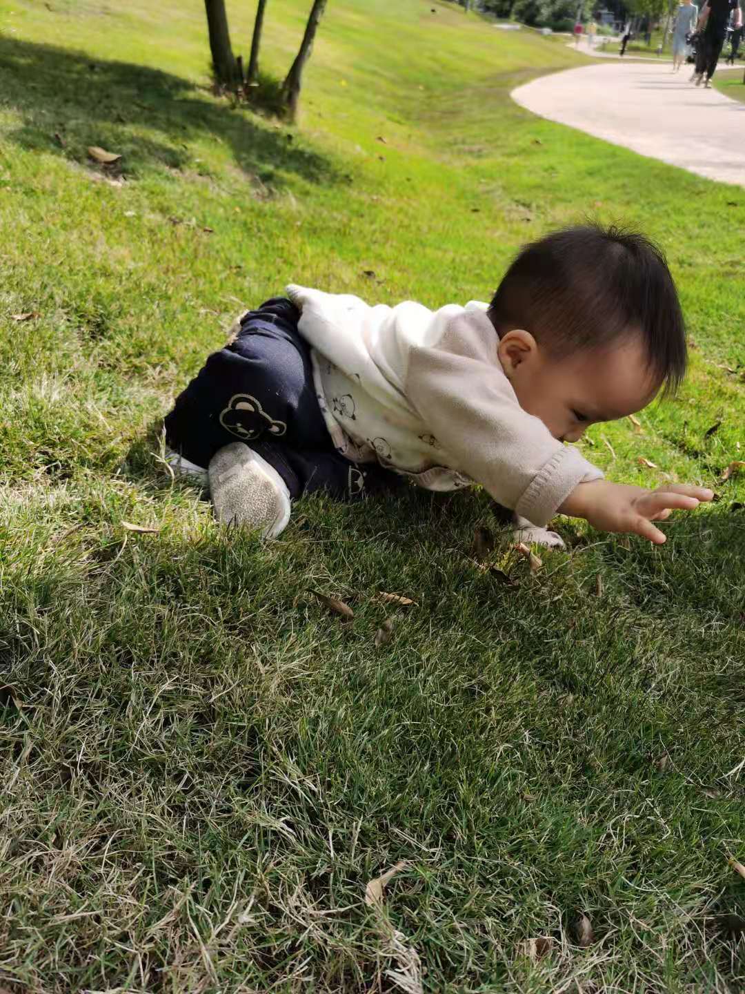 Coaca Bean is rolling on the grass.