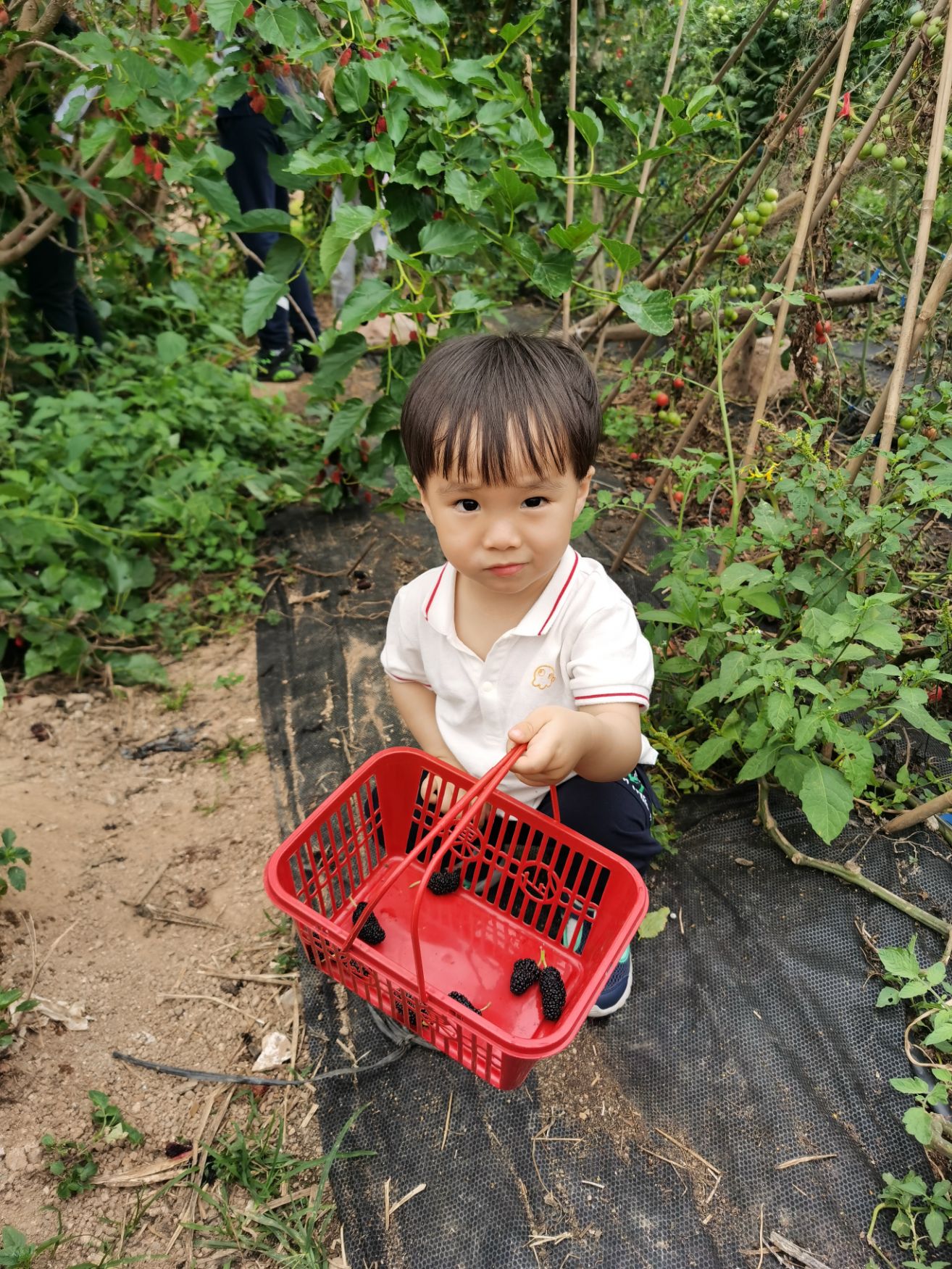 Cocoa Bean with picking products at an agritaiment.