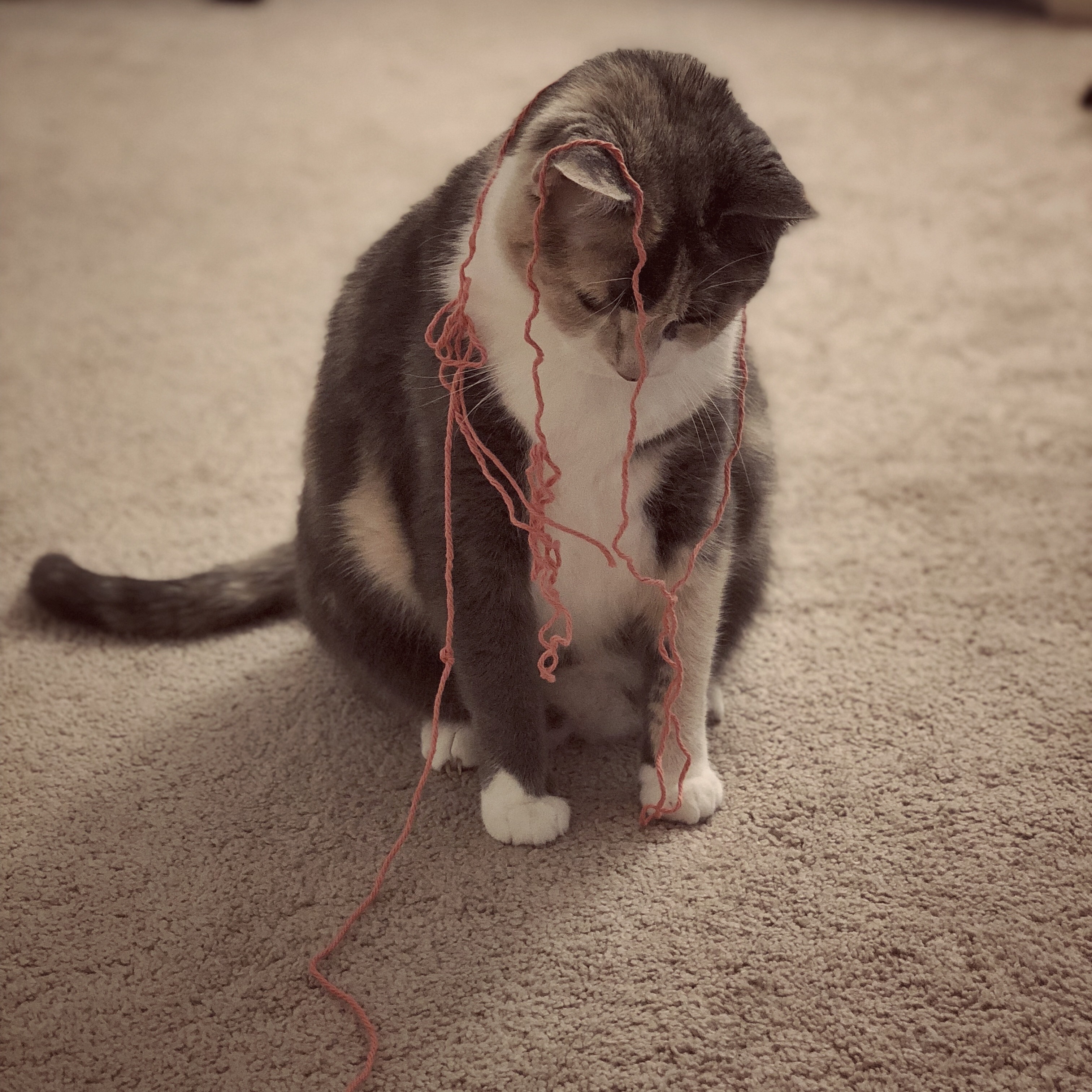 A photo of our cat Spice playing with wool