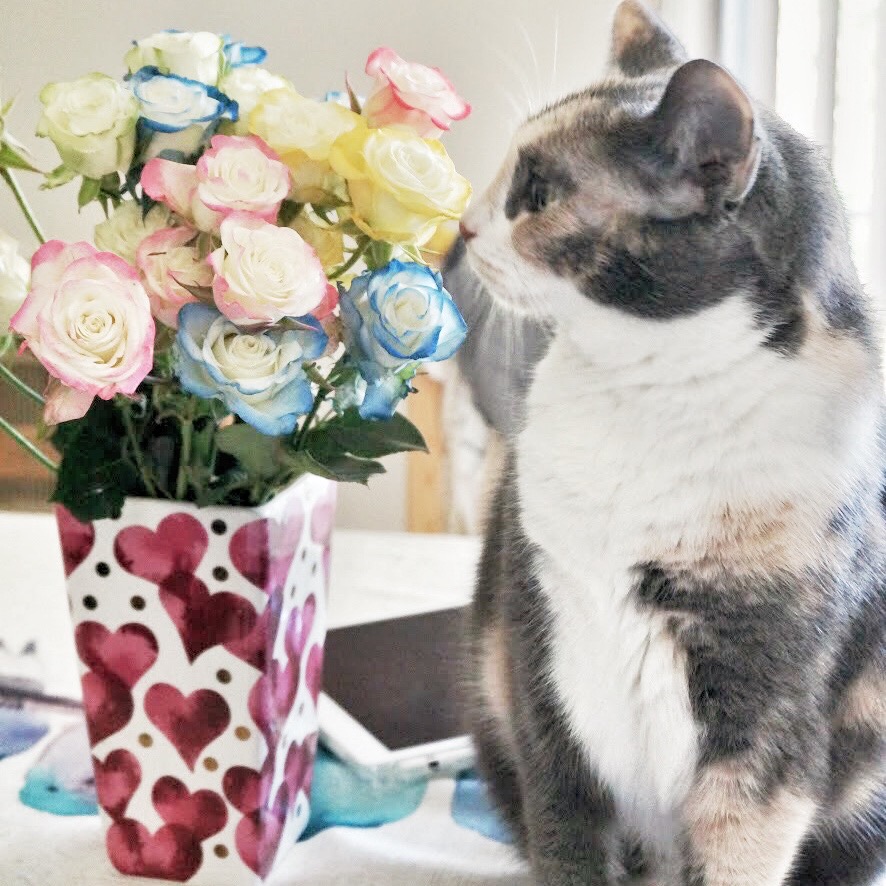 A photo of our cat Spice smelling flowers